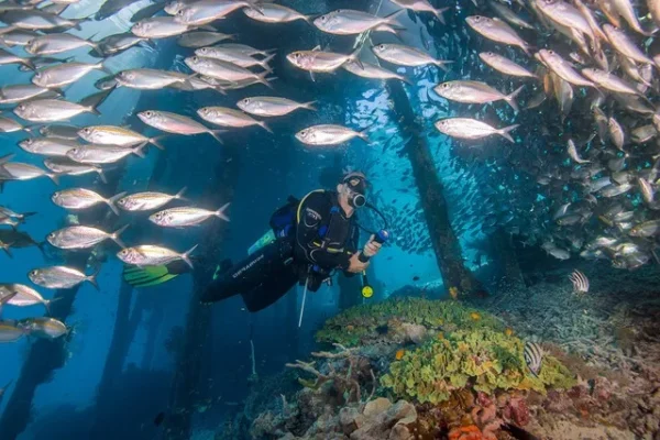 Blue-Magic-One-of-the-Best-Dive-Sites-in-Raja-Ampat