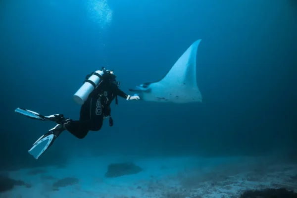 Manta-Sandy-Dive-Site-Raja-Ampat