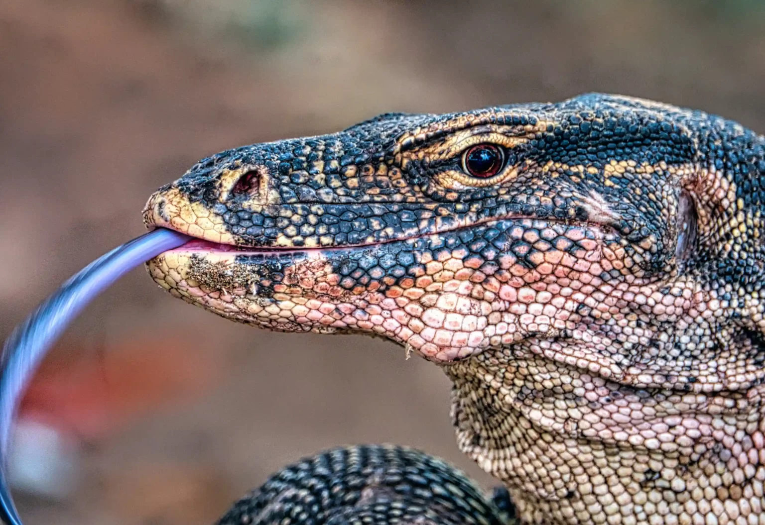 Varanus-Komodoensis-1536x1055