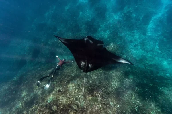 manta-rays1-768x509